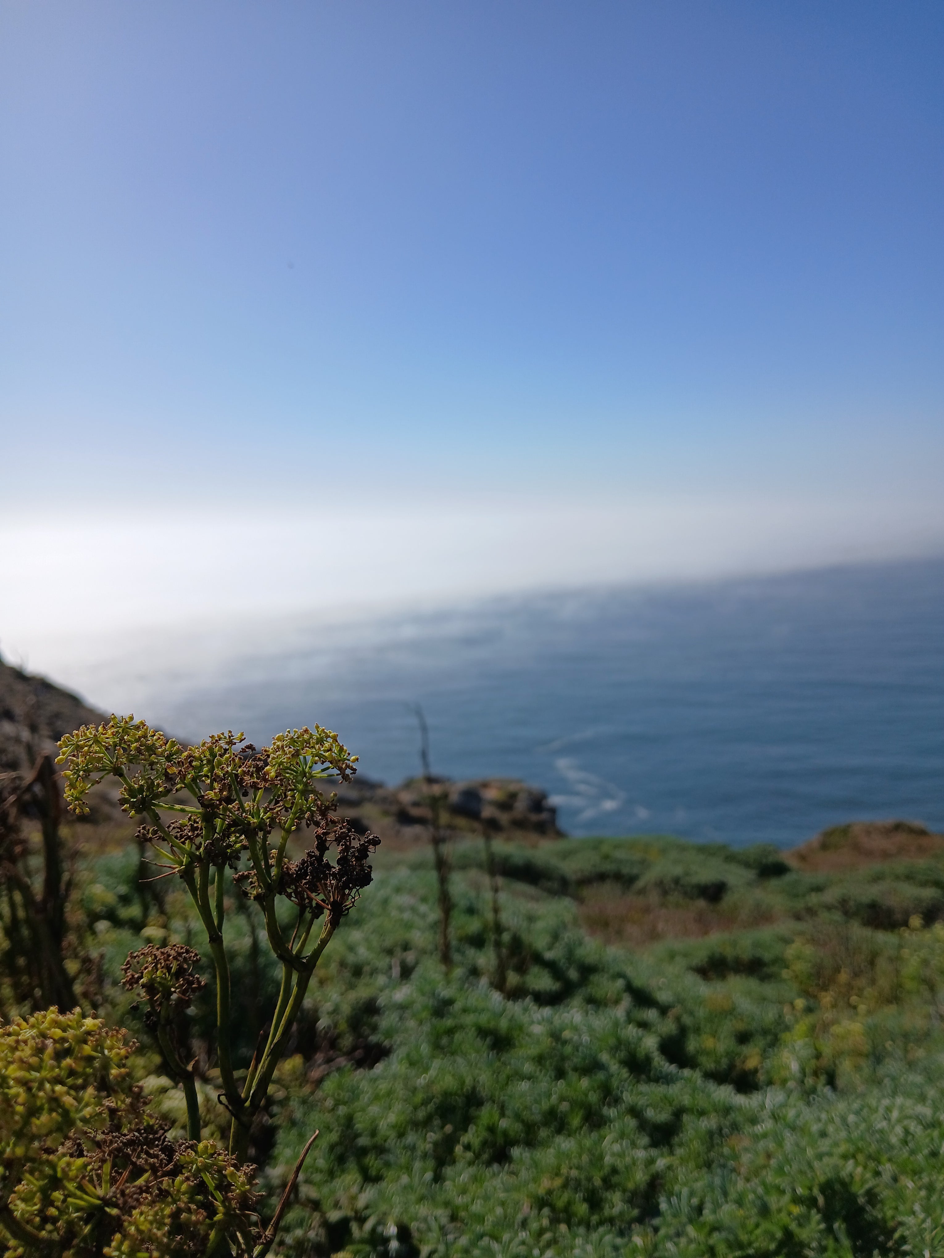 close-up of a wild green plant on a cliff overlooking a foggy blue ocean